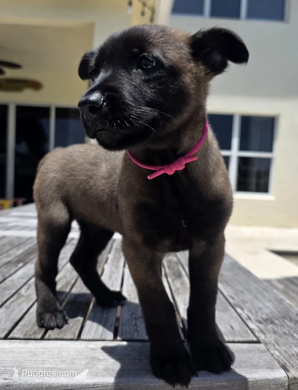 Dark Pink – Belgian Malinois, Dutch Shepherd puppy for sale in Lake Worth, FL