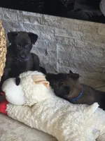 Ruger, a male Belgian Malinois and Dutch Shepherd for sale in Knoxville, TN – 4 of 9