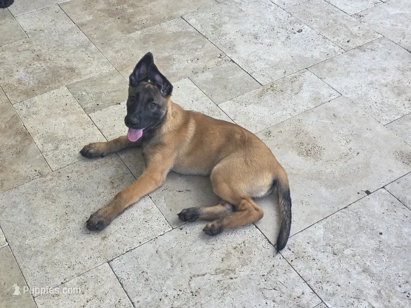 Ruger - Red – Belgian Malinois, Dutch Shepherd puppy for sale in Lake Worth, FL