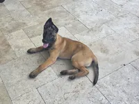 Ruger - Red, a male Belgian Malinois and Dutch Shepherd for sale in Lake Worth, FL – 1 of 10
