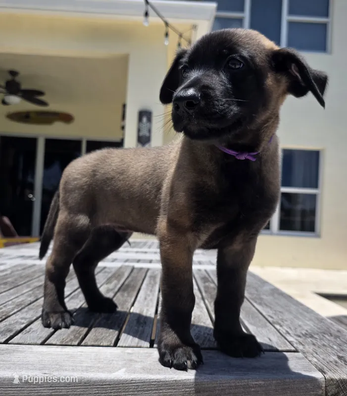 Purple – Belgian Malinois, Dutch Shepherd puppy for sale in Lake Worth, FL
