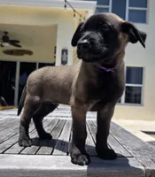 Uzi - Purple, a male Belgian Malinois and Dutch Shepherd for sale in Lake Worth, FL – 4 of 8