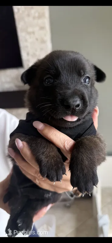 Light Purple – Belgian Malinois, Dutch Shepherd puppy for sale in West Palm Beach, FL