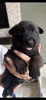 Light Purple, a male Belgian Malinois and Dutch Shepherd for sale in Knoxville, TN – 1 of 10