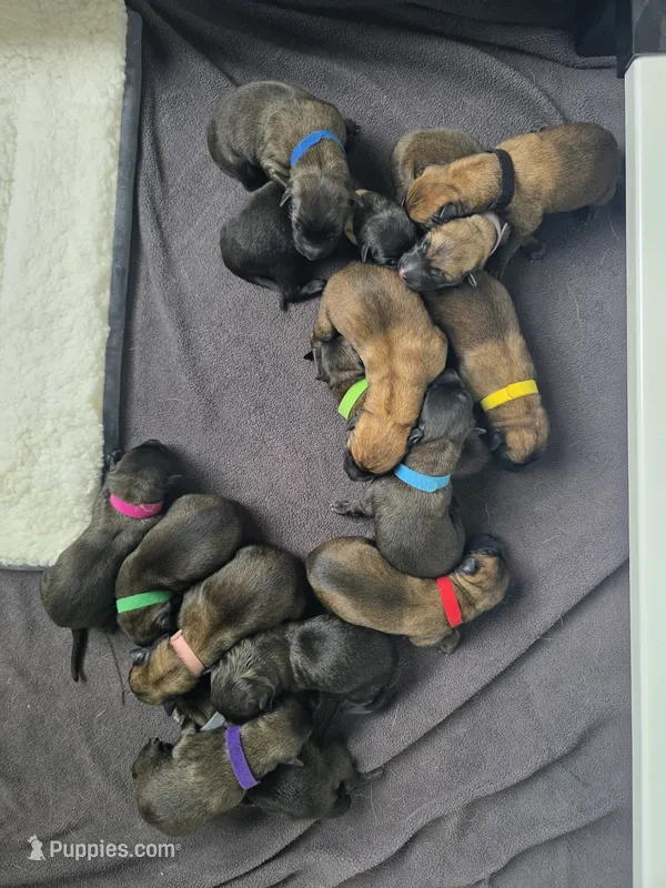 Aqua – Belgian Malinois, Dutch Shepherd puppy for sale in West Palm Beach, FL