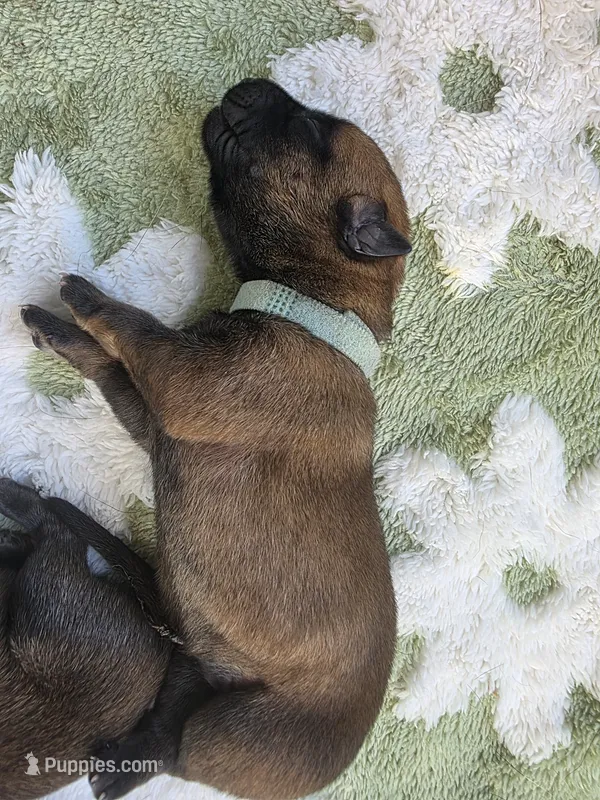 Aqua – Belgian Malinois, Dutch Shepherd puppy for sale in West Palm Beach, FL