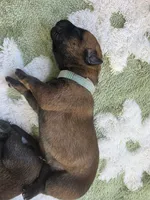Aqua, a female Belgian Malinois and Dutch Shepherd for sale in Knoxville, TN – 5 of 9