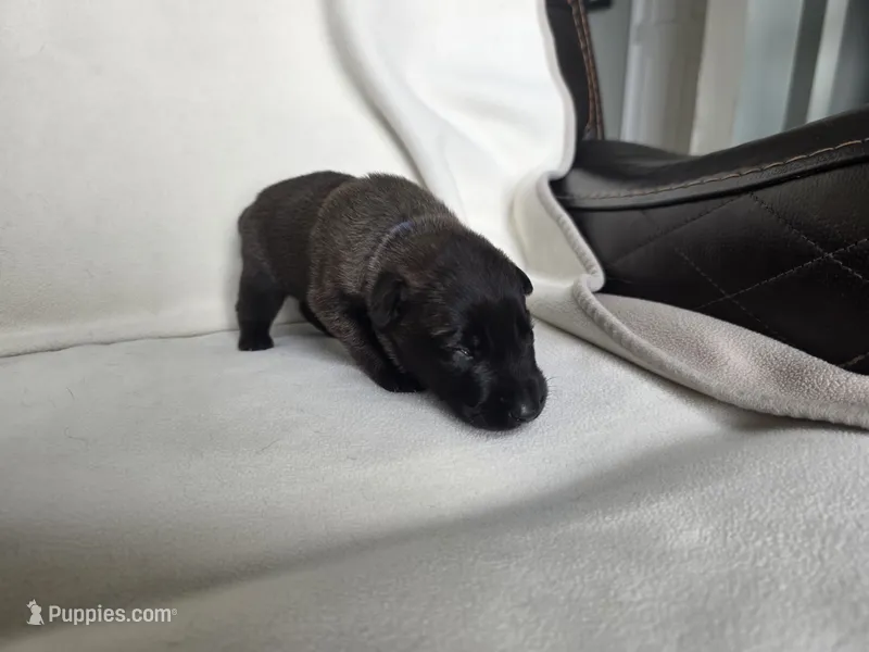 Blue – Belgian Malinois, Dutch Shepherd puppy for sale in West Palm Beach, FL