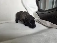Blue, a male Belgian Malinois and Dutch Shepherd for sale in Knoxville, TN – 3 of 10
