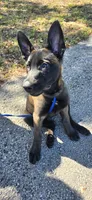 Belgian Malinois , a  Belgian Malinois and Dutch Shepherd for sale in West Palm Beach, FL – 7 of 10