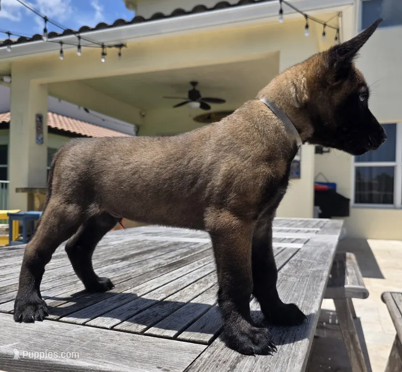 Gray – Belgian Malinois, Dutch Shepherd puppy for sale in Lake Worth, FL
