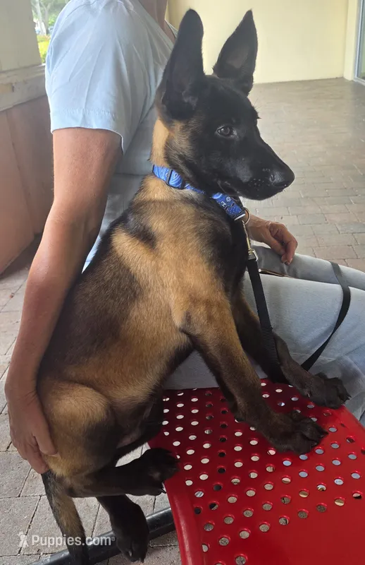 Uzi - Purple – Belgian Malinois, Dutch Shepherd puppy for sale in Lake Worth, FL