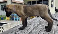Uzi - Purple, a male Belgian Malinois and Dutch Shepherd for sale in Lake Worth, FL – 1 of 8