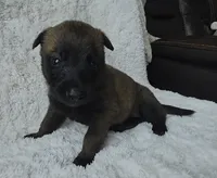 Pink, a female Belgian Malinois and Dutch Shepherd for sale in Knoxville, TN – 3 of 8