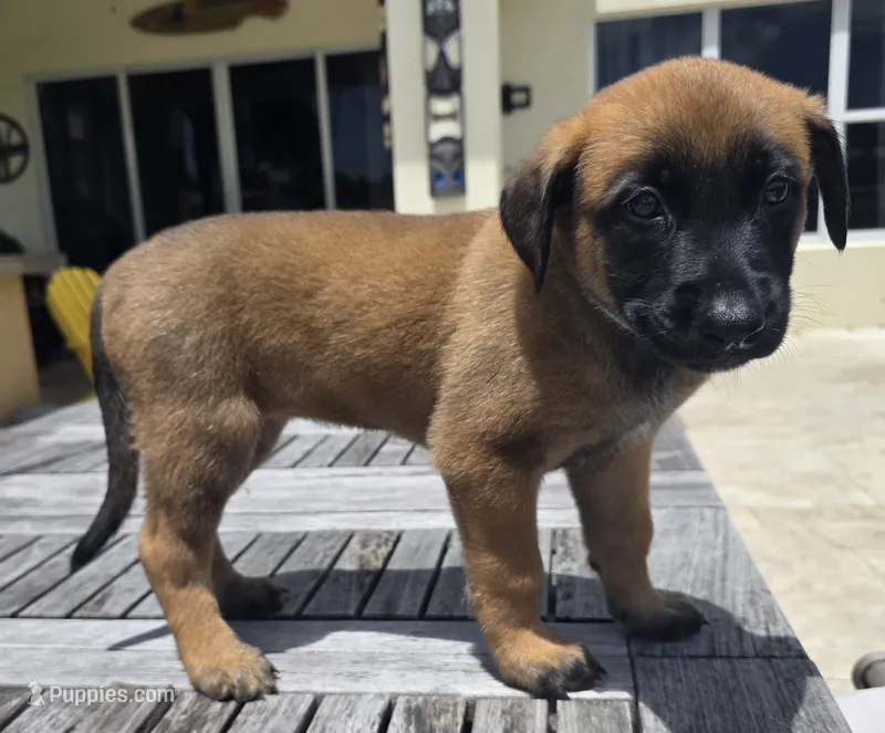 Aqua – Belgian Malinois, Dutch Shepherd puppy for sale in Lake Worth, FL