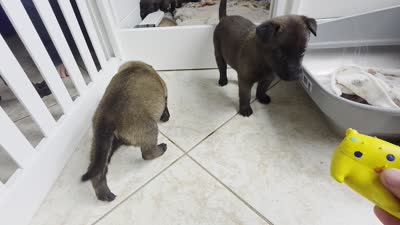 Lime, a female Belgian Malinois and Dutch Shepherd for sale in Knoxville, TN – 6 of 10
