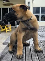Smith - Black, a male Belgian Malinois and Dutch Shepherd for sale in Lake Worth, FL – 2 of 10