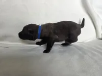 Blue, a male Belgian Malinois and Dutch Shepherd for sale in Knoxville, TN – 5 of 10