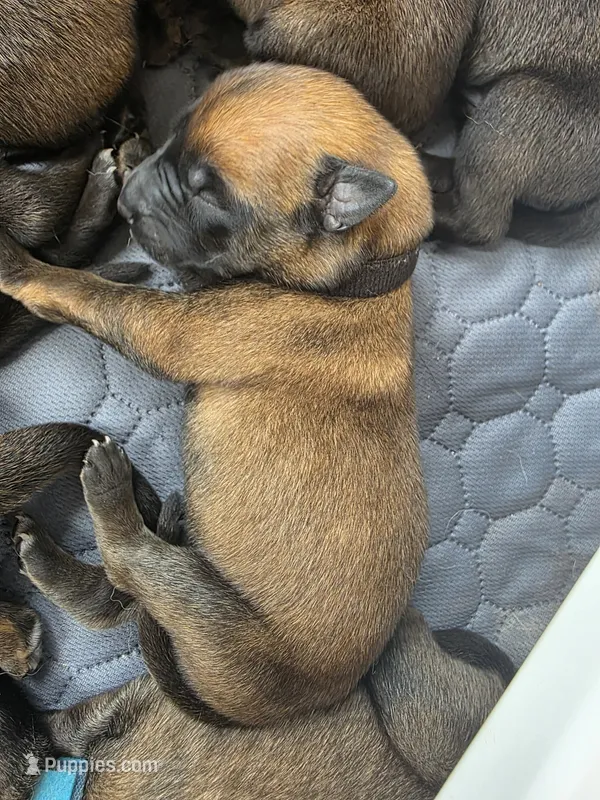 Black – Belgian Malinois, Dutch Shepherd puppy for sale in West Palm Beach, FL