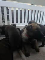 Red, a male Belgian Malinois and Dutch Shepherd for sale in Knoxville, TN – 3 of 9