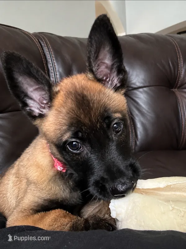 Tika - Pink – Belgian Malinois, Dutch Shepherd puppy for sale in Lake Worth, FL