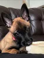 Tika - Pink, a female Belgian Malinois and Dutch Shepherd for sale in Lake Worth, FL – 1 of 10