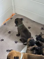 Green, a male Belgian Malinois and Dutch Shepherd for sale in Knoxville, TN – 3 of 9