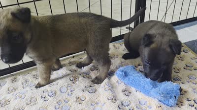 Ruger, a male Belgian Malinois and Dutch Shepherd for sale in Knoxville, TN – 9 of 9