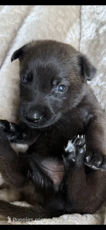 Green – Belgian Malinois, Dutch Shepherd puppy for sale in West Palm Beach, FL