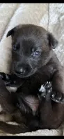 Green, a male Belgian Malinois and Dutch Shepherd for sale in Knoxville, TN – 1 of 9