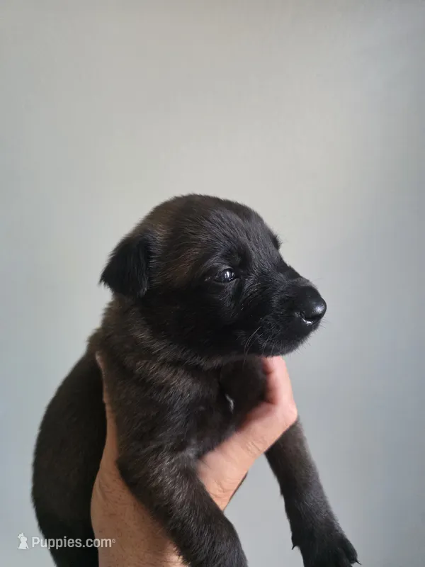 Gray – Belgian Malinois, Dutch Shepherd puppy for sale in West Palm Beach, FL