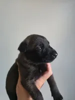 Gray, a male Belgian Malinois and Dutch Shepherd for sale in Knoxville, TN – 2 of 10