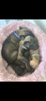 Belgian Malinois , a  Belgian Malinois and Dutch Shepherd for sale in West Palm Beach, FL – 2 of 10