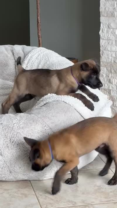 Beretta - Light Blue, a female Belgian Malinois and Dutch Shepherd for sale in Lake Worth, FL – 9 of 10