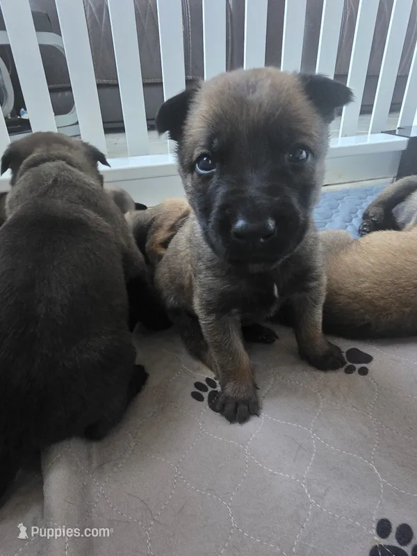 Red – Belgian Malinois, Dutch Shepherd puppy for sale in West Palm Beach, FL