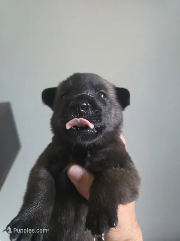 Lime – Belgian Malinois, Dutch Shepherd puppy for sale in West Palm Beach, FL
