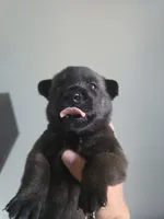 Lime, a female Belgian Malinois and Dutch Shepherd for sale in Knoxville, TN – 1 of 10