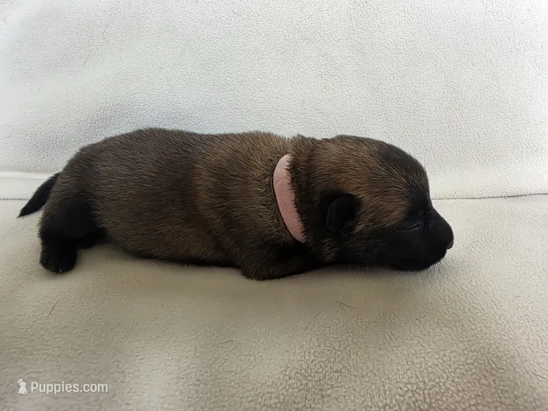 Pink – Belgian Malinois, Dutch Shepherd puppy for sale in West Palm Beach, FL