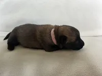 Pink, a female Belgian Malinois and Dutch Shepherd for sale in Knoxville, TN – 4 of 8
