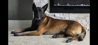 Pink, a female Belgian Malinois and Dutch Shepherd for sale in West Palm Beach, FL – 3 of 4