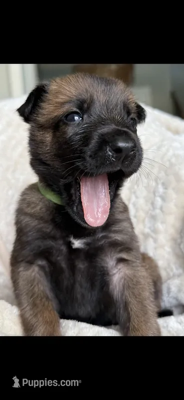 Light Green – Belgian Malinois, Dutch Shepherd puppy for sale in West Palm Beach, FL