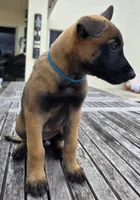 Beretta - Light Blue, a female Belgian Malinois and Dutch Shepherd for sale in Lake Worth, FL – 2 of 10
