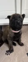 Pink, a female Belgian Malinois and Dutch Shepherd for sale in Knoxville, TN – 1 of 8