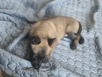 Ruger, a male Belgian Malinois and Dutch Shepherd for sale in Knoxville, TN – 5 of 9