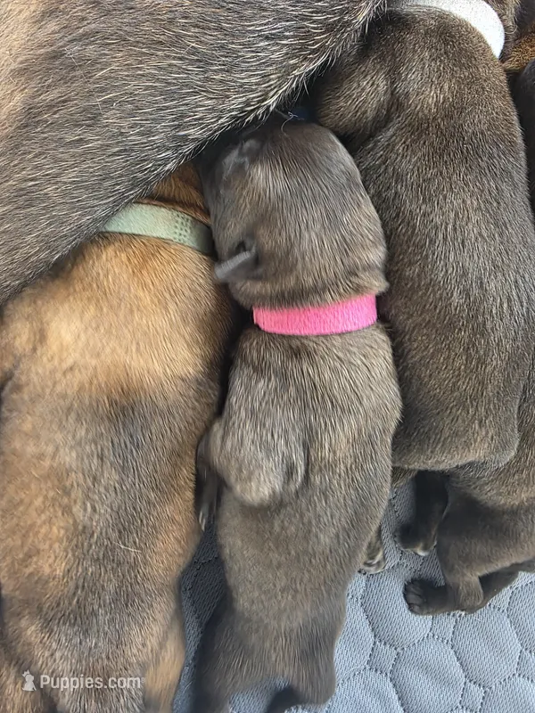 Dark Pink – Belgian Malinois, Dutch Shepherd puppy for sale in West Palm Beach, FL