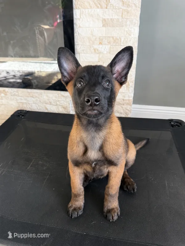 Rook - Light Purple – Belgian Malinois, Dutch Shepherd puppy for sale in Lake Worth, FL