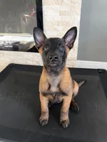 Rook - Light Purple, a male Belgian Malinois and Dutch Shepherd for sale in Lake Worth, FL – 1 of 10