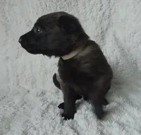 Tan, a male Belgian Malinois and Dutch Shepherd for sale in Knoxville, TN – 3 of 10