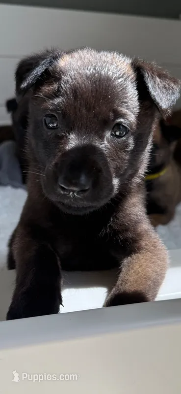 Gray – Belgian Malinois, Dutch Shepherd puppy for sale in West Palm Beach, FL