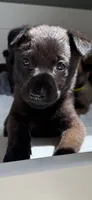 Gray, a male Belgian Malinois and Dutch Shepherd for sale in Knoxville, TN – 1 of 10